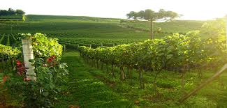 Vale dos Vinhedos